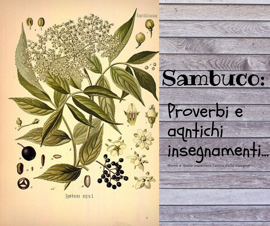 Sambuco, proverbio, antichi insegnamenti, saggezza popolare, folklore, erbe che curano, antichi rimedi, rimedi della nonna, Amalia Moretti, Dr. Amal